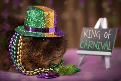 Wilbur, King of Mardi Gras (via Peter Bartlett)