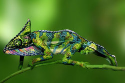 jedavu:  This Chameleon Is Actually Two Painted