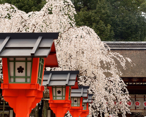 japanesse-life: 平野神社の春 ／ Hirano-jinjya Shrine by Active-U on Flickr.