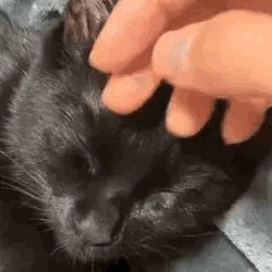 Catty Noir!