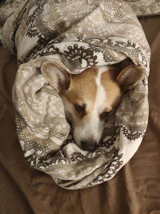 socorgi: It is a corgi burrito 