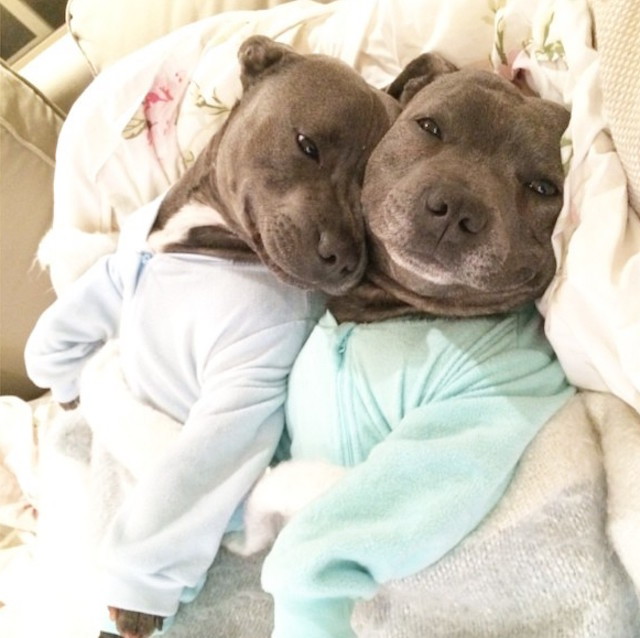 nobodylovesanihilist:  mymodernmet:  Adorable Bull Terriers Have Cuddle-Filled Pajama