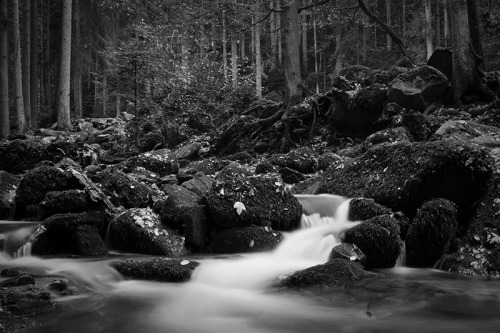 Monbach IV by Abyssinians