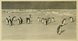 nemfrog:  Penguins. Elementary physical geography. 1900. 