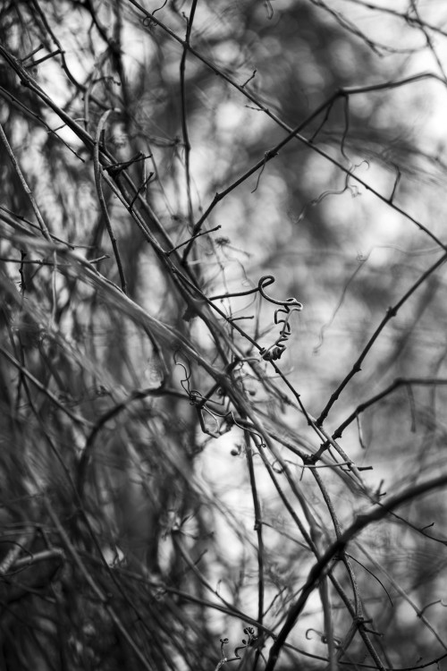 Coiled ParasiteCanon EOS M5 + EF-M 32mm f/1.4 STMRedbubble | Instagram | Portfolio | Support me on K