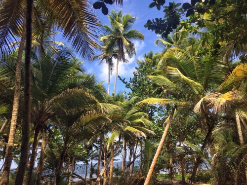 theeyeoftroy:Rincon Beach, Matura, Trinidad. Copyright 2016 Troy De Chi. All rights reserved.