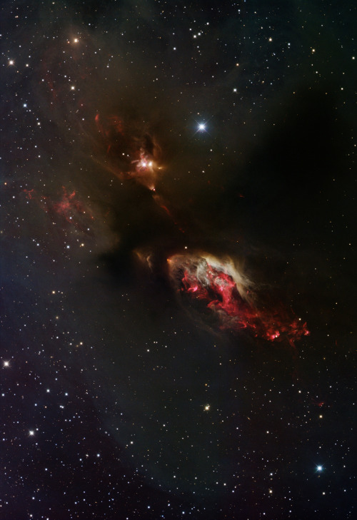 spaceplasma:  Nebula Sh2-239  This image was obtained with the wide-field view of the Mosaic camera on the Mayall 4-meter telescope at Kitt Peak National Observatory. Sh2-239 is a distinct nebula in which stars have been forming for quite some time. It