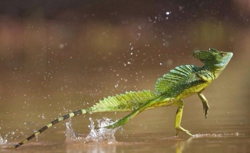 reptilesrevolution: Green Basilisk running on water
