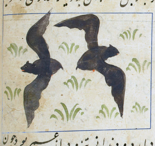 batsMuḥammad ibn Maḥmūd Ṭūsī, ʿAjāyib al-makhlūqāt va-gharāyib al-mawjūdāt, Baghdad 790 AH / 1388