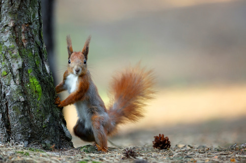 noticiero: Red squirrel in the forest by gibsy1
