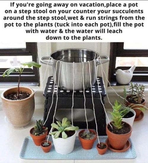 Whoa! What a neat idea! Also&hellip; remember vacations? *sigh*Via: 9gag#plants #plantcare #succulen