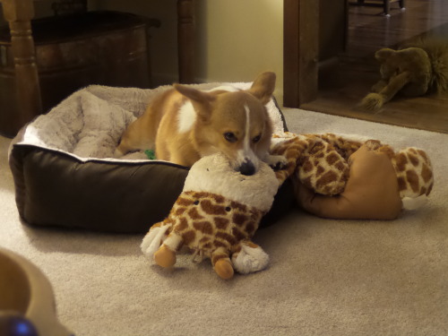 otisthecorgi:Otis got a new bed. He brought Milo along too, to help him get acclimated.