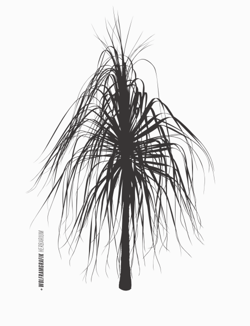 Dracaena marginata vector.Fragment from + wolframgrafik Herbarium.You can purchase the graphic, alon