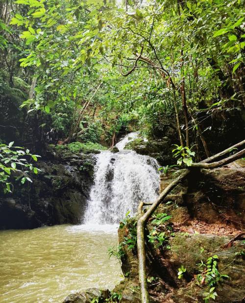 phoe:  Awesome 3 hour jungle hike, complete with scrabbling up rocks with rope hand rails and face t