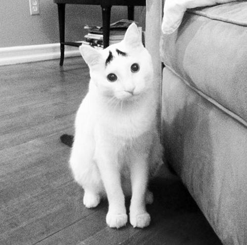 lulz-time:  Sam the Cat with Eyebrows and a Permanent Worried Face  My lovely followers, please follow this blog immediately!