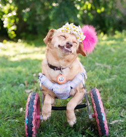 myspiritsarehigh:  boredpanda:    I Saved A Dog From Euthanasia And Now She Happily Runs In A Wheelchair    Such a pretty and happy puppy ☺️   thats to adorable!