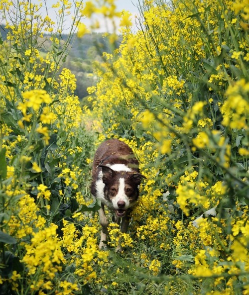 megpricephotography:Saturday afternoon fun in the fields with Flynn!