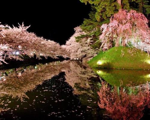 Axis KaZ‏@axiskkkこれが青森県弘前市の誇る日本１の桜です皆様是非GW中でも桜祭りに足を運んでみてくださいな(∩❛ڡ❛∩)