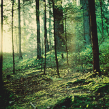   I just want my life to be like these pictures → enchanted forest   