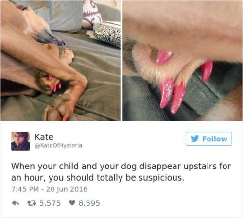 sensationalsparrow: wwinterweb: The Best Dog Tweets of 2016 (see 30 more) That last one…