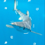 letgobabyshark
