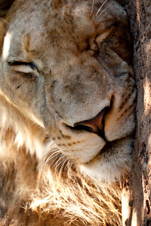 Porn photo plasmatics-life:  Sunny Nap ~ By Annette