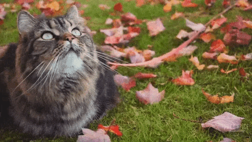 Autumnal Acts Of Devotion To Freyja