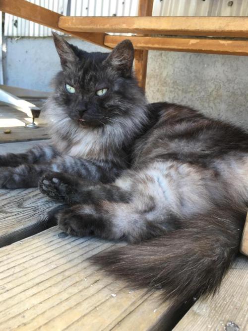 daily-blep:Toby the local coffee shop cat and his microblep.