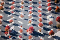 mpdrolet:  Parking Lot Maple Plantings, East St. Louis, Missouri, 2010  Alex S. MacLean    