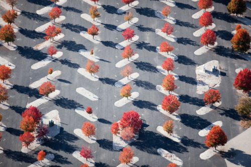 mpdrolet:  Parking Lot Maple Plantings, East St. Louis, Missouri, 2010  Alex S. MacLean