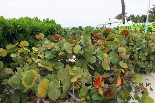 hqcreations:Foraging in the Bahamas: Sea GrapesSo I took me Mum out for a short trip to the Bahamas 