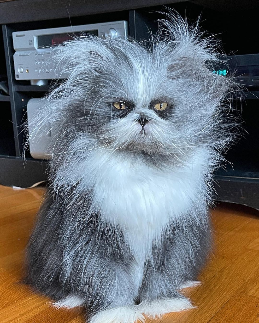 Atchoum The Cat Atchoum The Cat