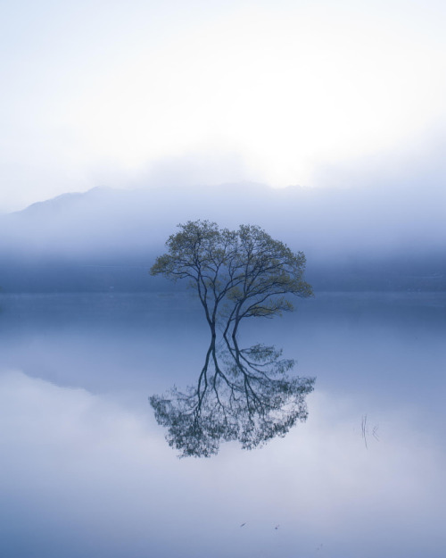 Porn drxgonfly:  Lonely tree (by Teruo Araya) photos