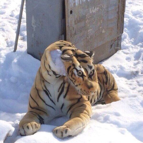 hellopetrichora:  nativescience:  yourbigsisnissi:  weloveshortvideos:  this cat got hands  on sight   ⚰   The tiger after he got them hands™️ 