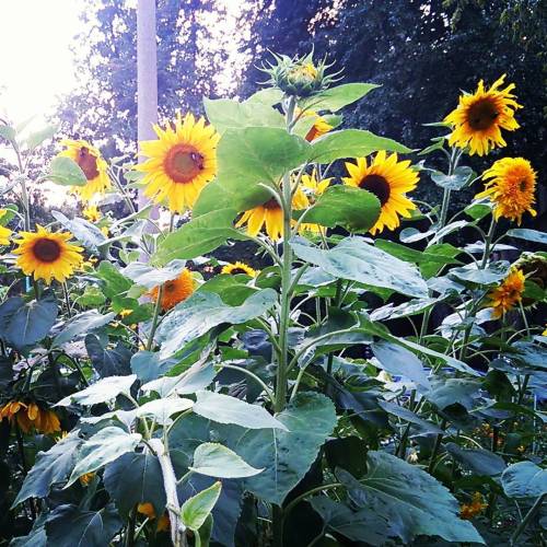 Растут в одном из соседних дворов. #sunflowers #подсолнухи