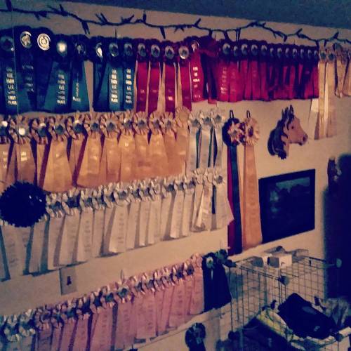 Had to add yet another row to my ribbon wall!🏆After last weekends show I have a grand total of 95 ribbons, but keep in mind I’ve been riding for eight years now..🐎  #horse #horsesofinstagram #equestrian #eq #gymkhana #ribbons #dedicated #myroom