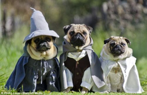 thefrogman:  digg:  Dog-owner Phillip Lauer dresses up his pugs like Lord Of The Rings Ruffs characters.  [Daily Mail]