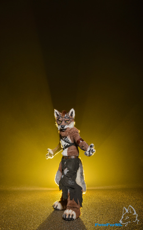 Fotofurnl Fursuit Photography Download This Image As A Wallpaper For You