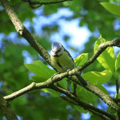 Blaumeise | Blue tit(mouse)Cyanistes caeruleus