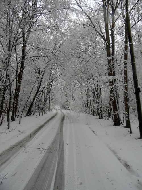 fuckitandmovetobritain:Broxbourne Woods, Hertfordshire, England, UK