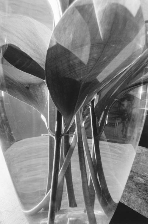 Stems, 1994-1999Lee Friedlander