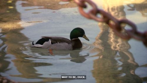 Way to be, duck! S5E21: Swing Vote