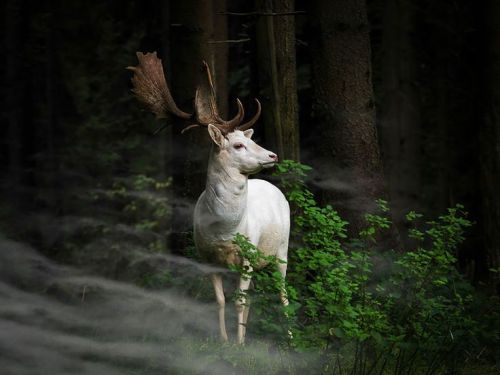 Un Cerf. ....blanc Très Rare