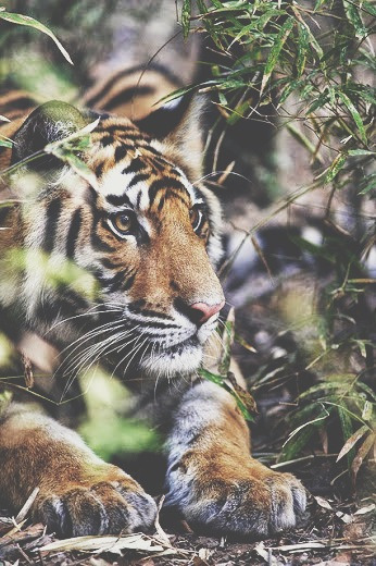 jungletopia:  The Eye Of The Tiger. op We Heart It