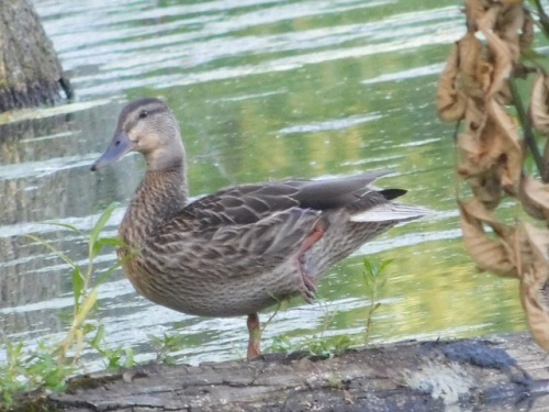 Aw so cute this is the duck I got to take a picture.