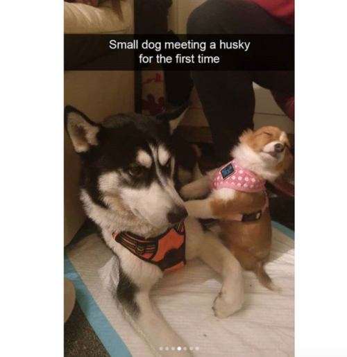 babyanimalgifs:more dog snaps