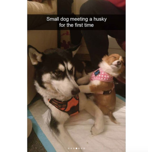 babyanimalgifs:  more dog snaps