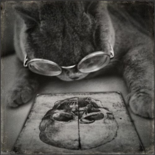thefrogman:  This is Tomcat by Andy Prokh [vk] [h/t: fer1972]        
