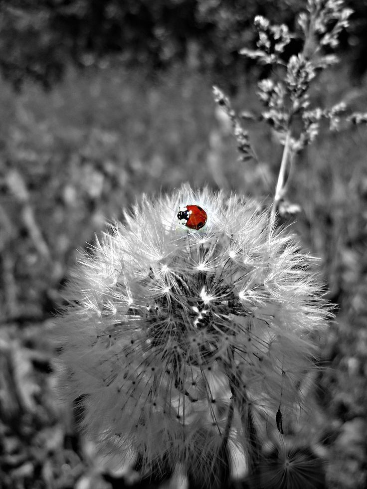 maya47000:
“Ladybug by Igor Simovic
”