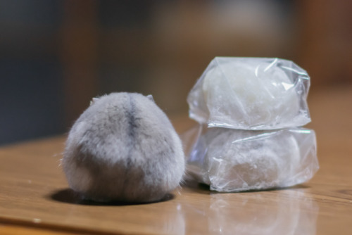 大福といっしょ①hamster and daifuku(Japanese mochi sweets)